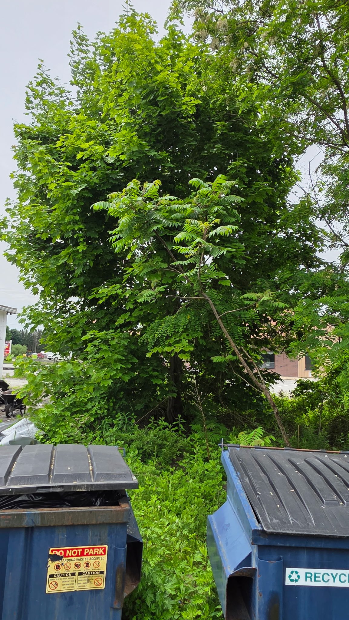 Property before cleanup