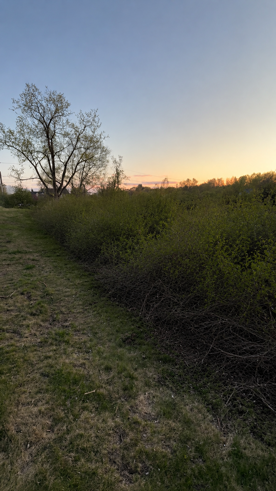 Property before C&S Land Services began clearing and cleanup